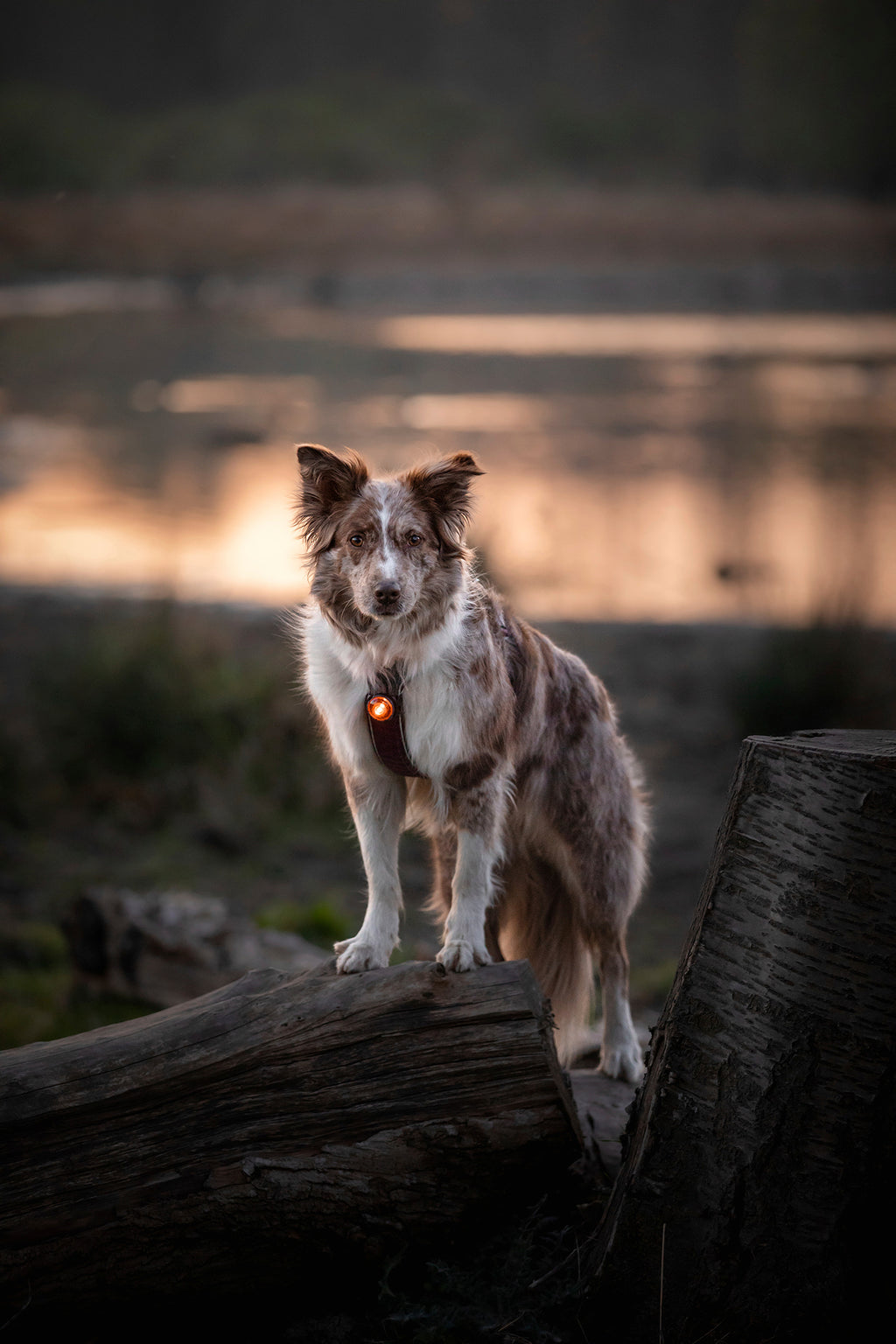 Orbiloc Dog Dual - amber