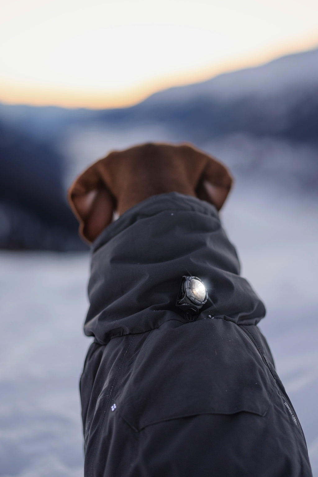 Orbiloc Dog Dual - dark