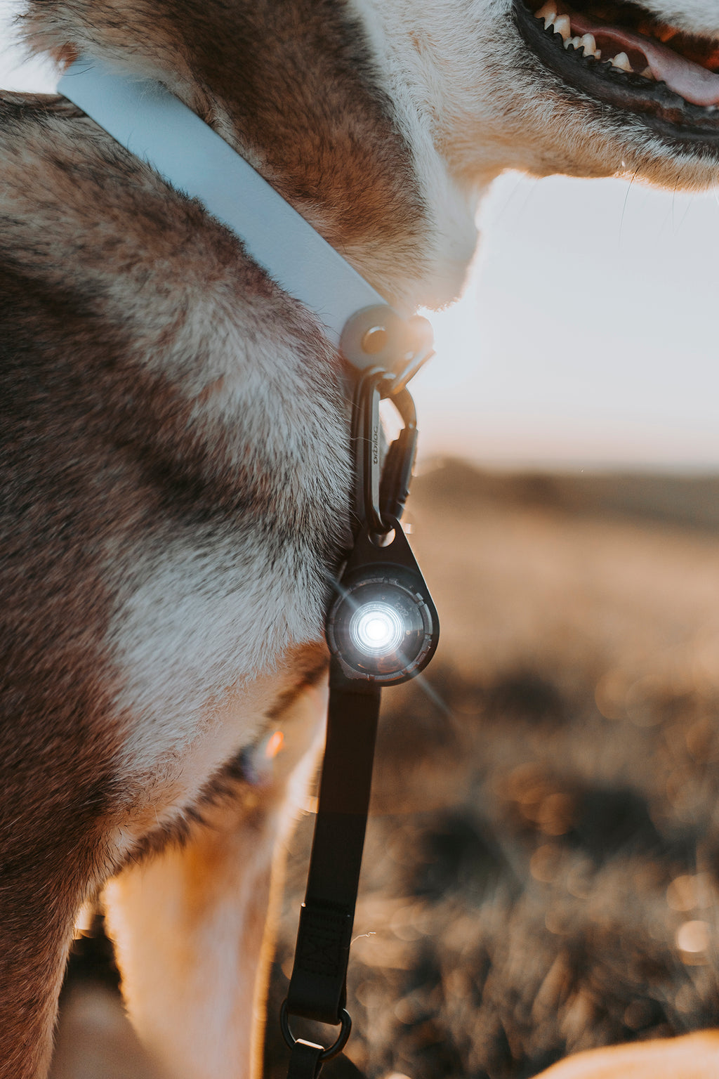 Orbiloc Dog Dual - dark