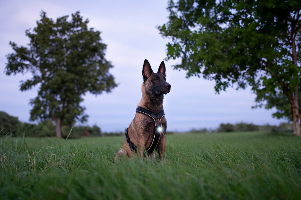 Orbiloc Dog Dual - dark