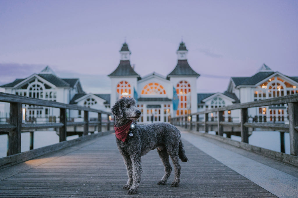 Orbiloc Dog Dual - dark