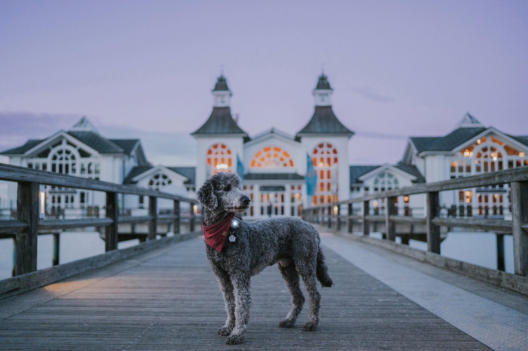 Orbiloc Dog Dual - dark