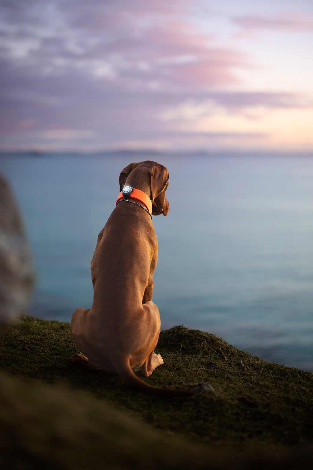 Orbiloc Dog Dual - white