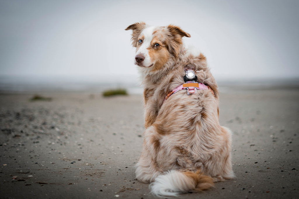 Orbiloc Dog Dual - white