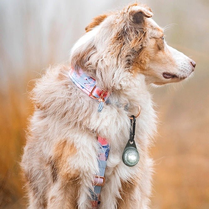 Carabiner - Orbiloc - Petstudio.dk