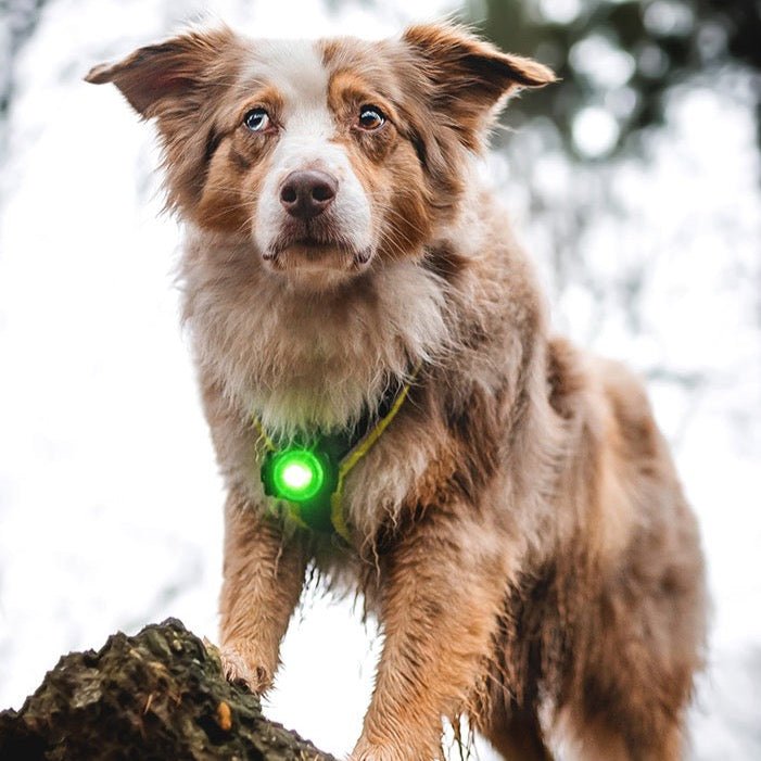 Orbiloc Dog Dual - grøn - Petstudio.dk