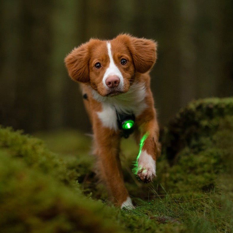 Orbiloc Dog Dual - grøn - Petstudio.dk