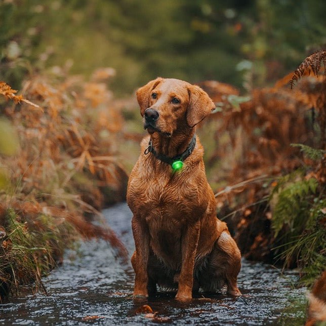 Orbiloc Dog Dual - grøn - Petstudio.dk