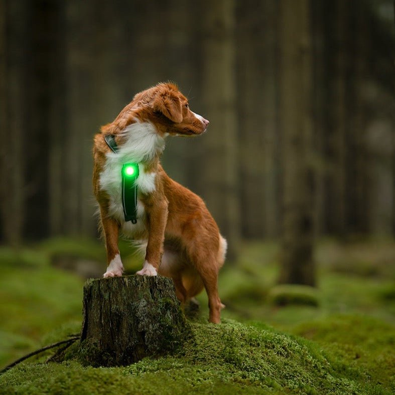 Orbiloc Dog Dual - grøn - Petstudio.dk