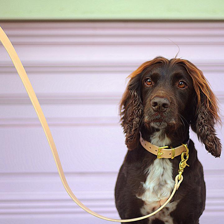 Beige & Sort Line - Petstudio.dk