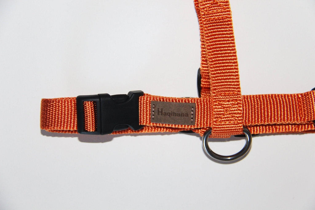 Haqihana Sele - Carrot - Petstudio.dk