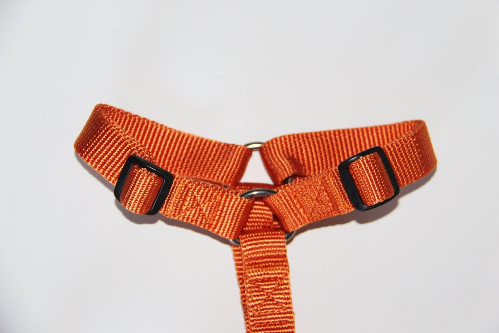 Haqihana Sele - Carrot - Petstudio.dk