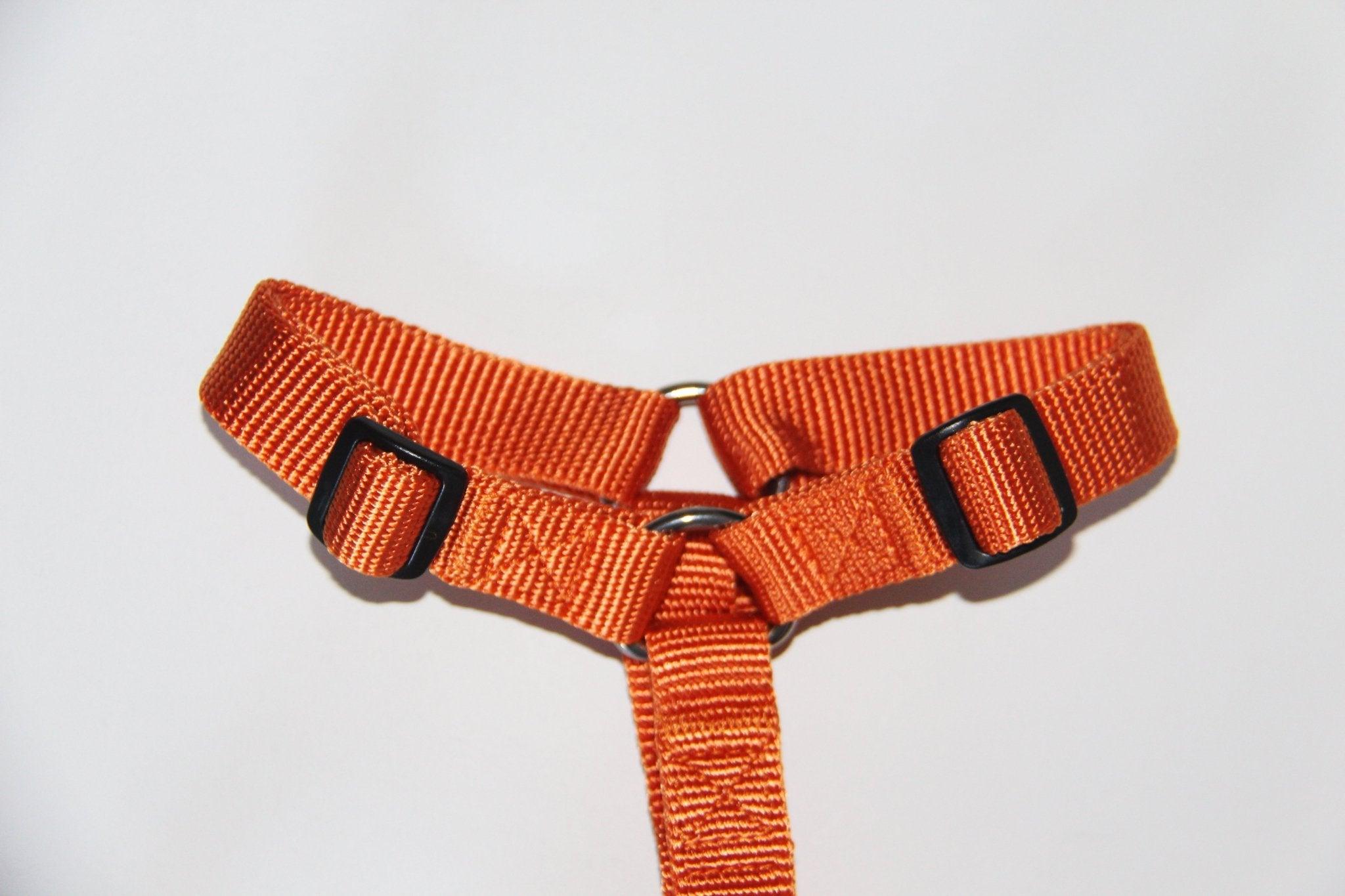 Haqihana Sele - Carrot - Petstudio.dk