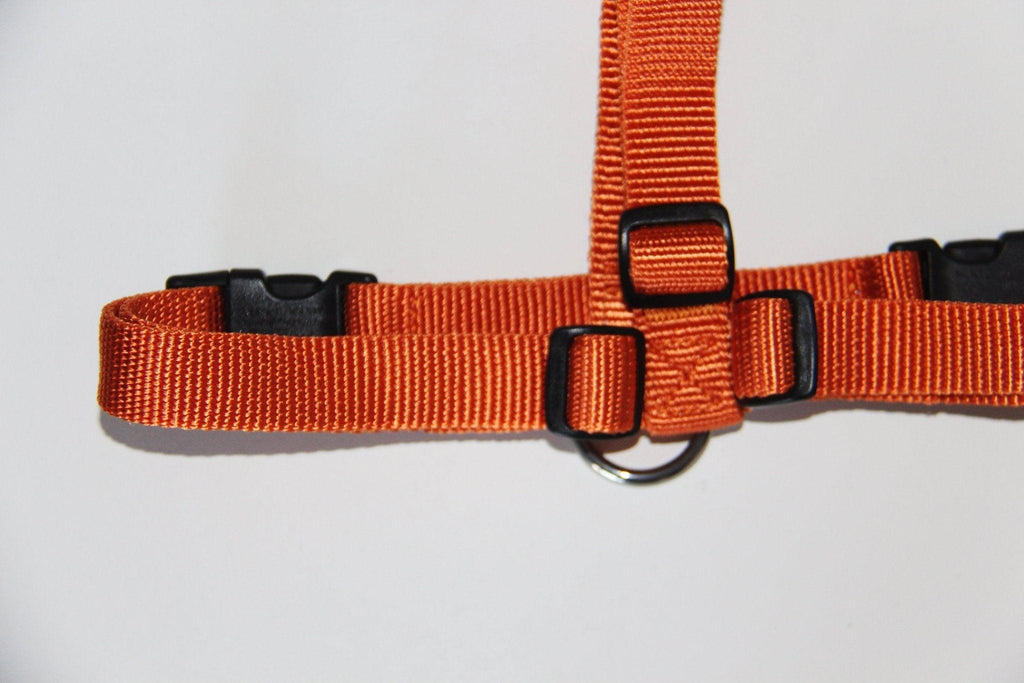 Haqihana Sele - Carrot - Petstudio.dk